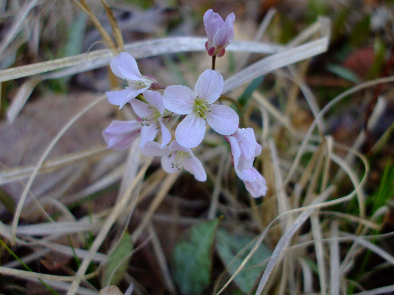 Cardamine douglassii
